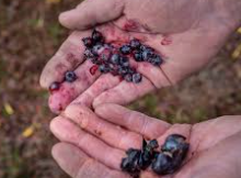 Inilah Manfaat Blueberry